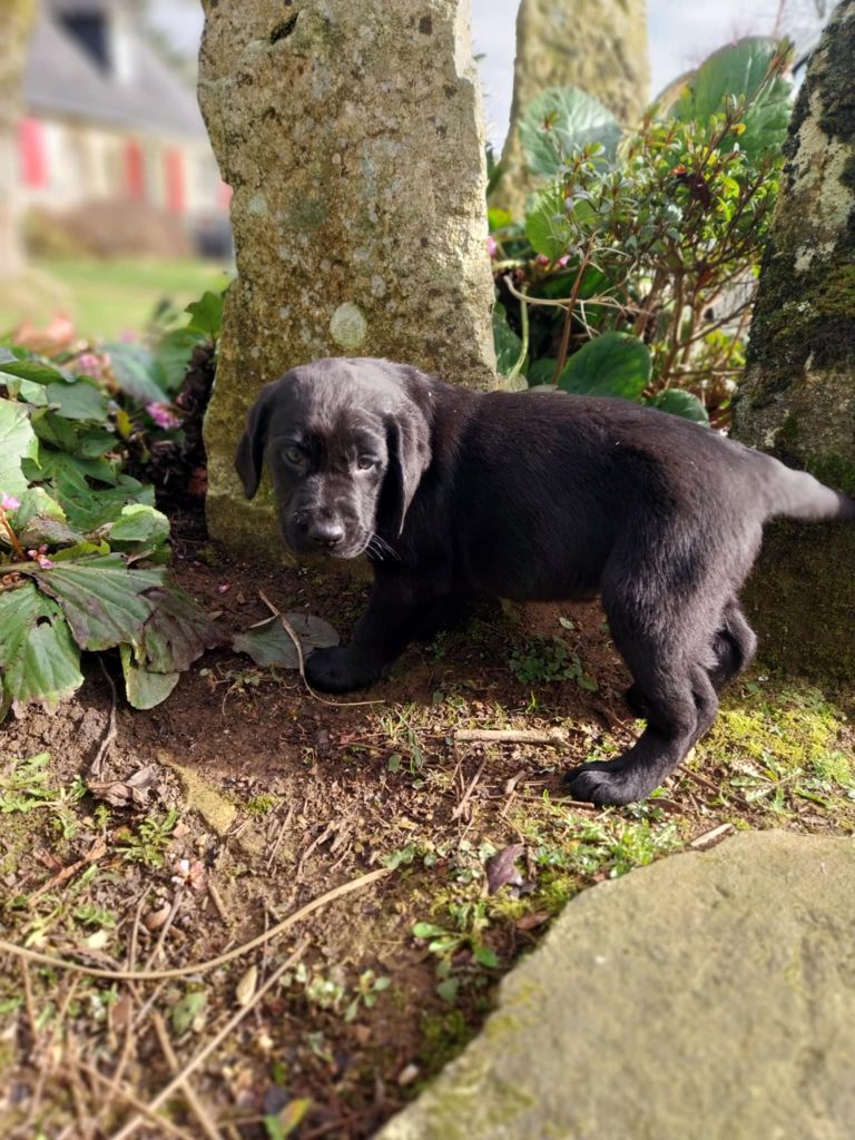 du regard de bianca - Chiots disponibles - Labrador Retriever