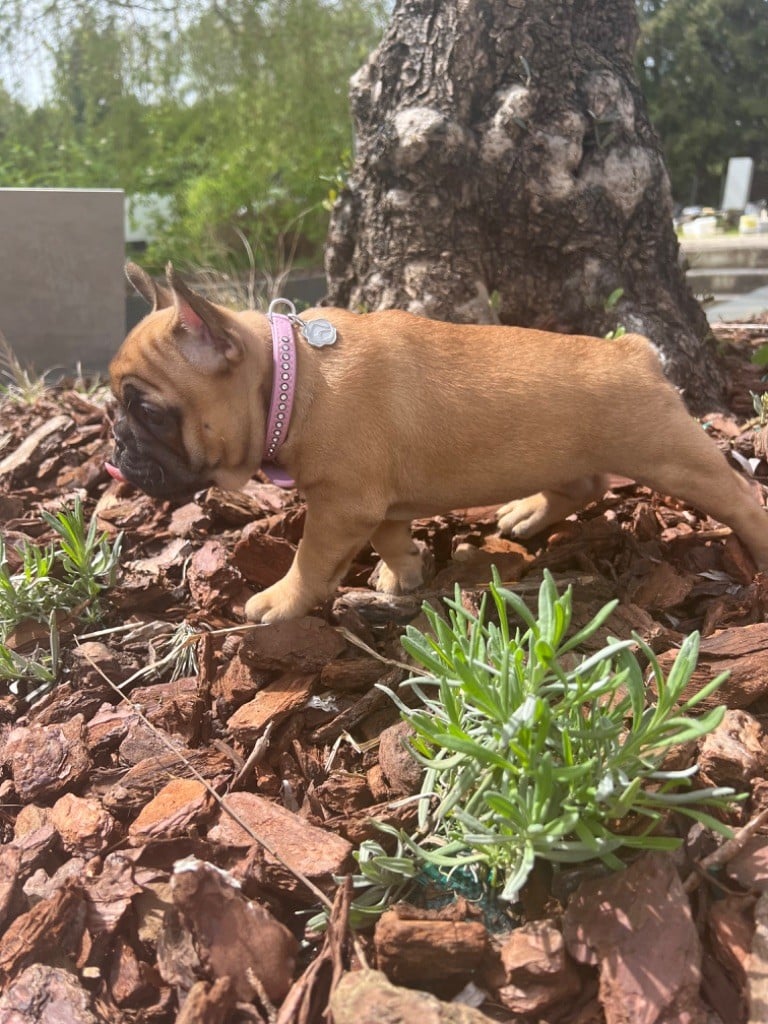 Du Marais - Chiots disponibles - Bouledogue français