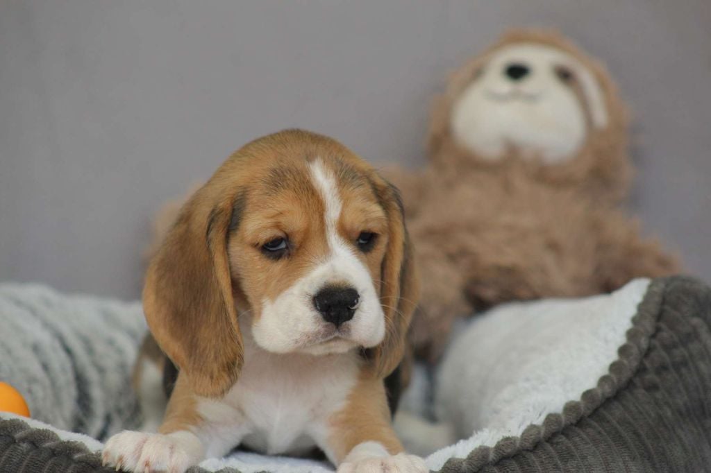 Le Bois De La Brousse - Chiots disponibles - Beagle