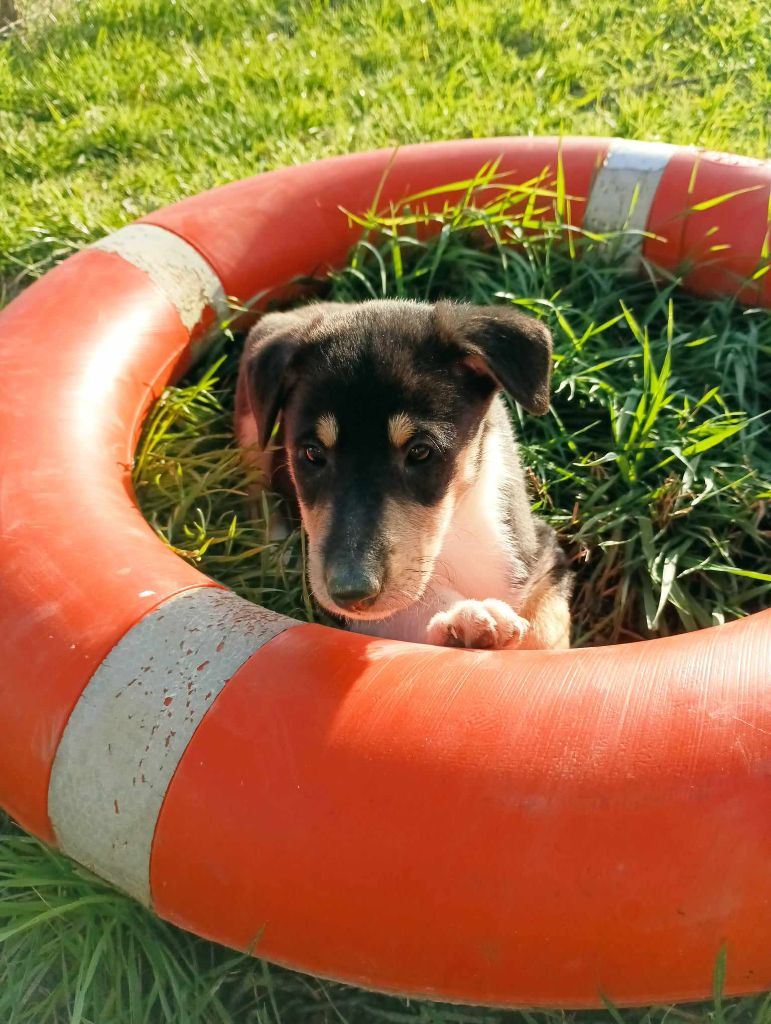 Des Troubadours D'Hajoula - Chiots disponibles - Colley à poil court