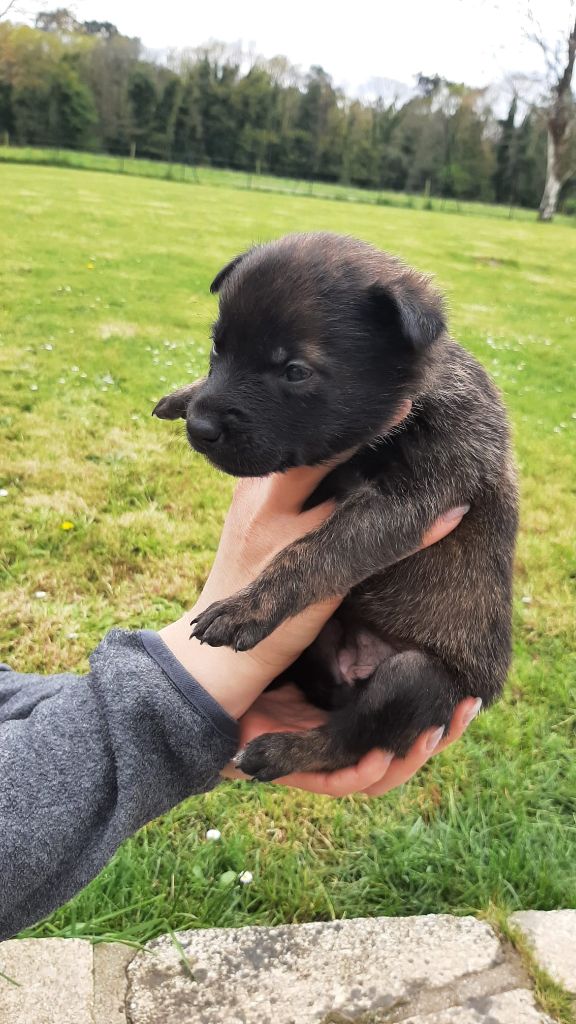 Des Hyènes Celtes - Chiots disponibles - Berger hollandais