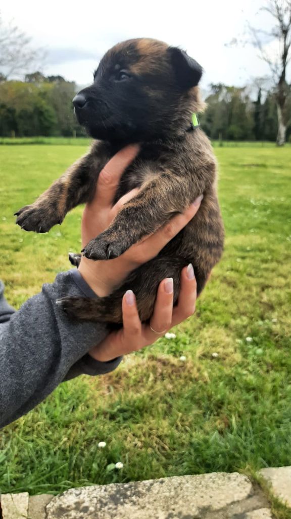 Des Hyènes Celtes - Chiots disponibles - Berger hollandais