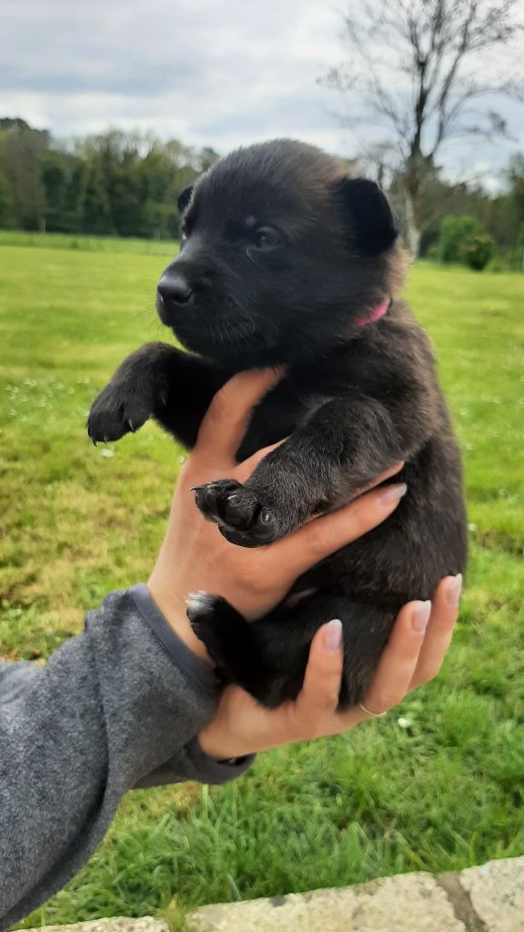 Des Hyènes Celtes - Chiots disponibles - Berger hollandais