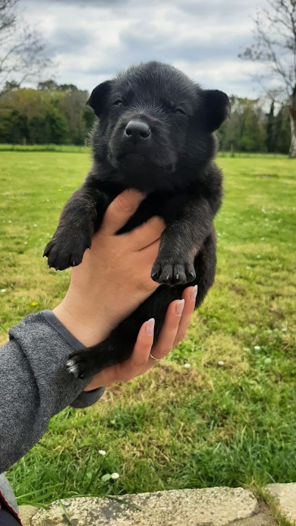 Des Hyènes Celtes - Chiots disponibles - Berger hollandais