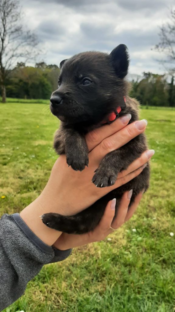 Des Hyènes Celtes - Chiots disponibles - Berger hollandais