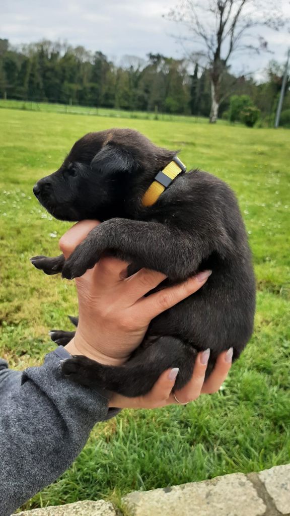 Des Hyènes Celtes - Chiots disponibles - Berger hollandais