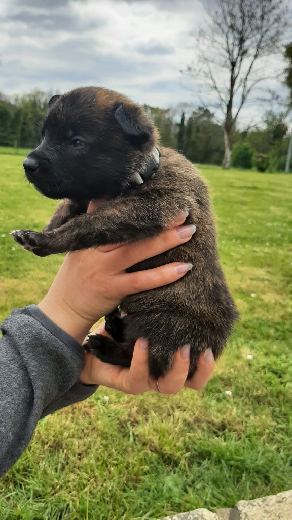 Des Hyènes Celtes - Chiots disponibles - Berger hollandais