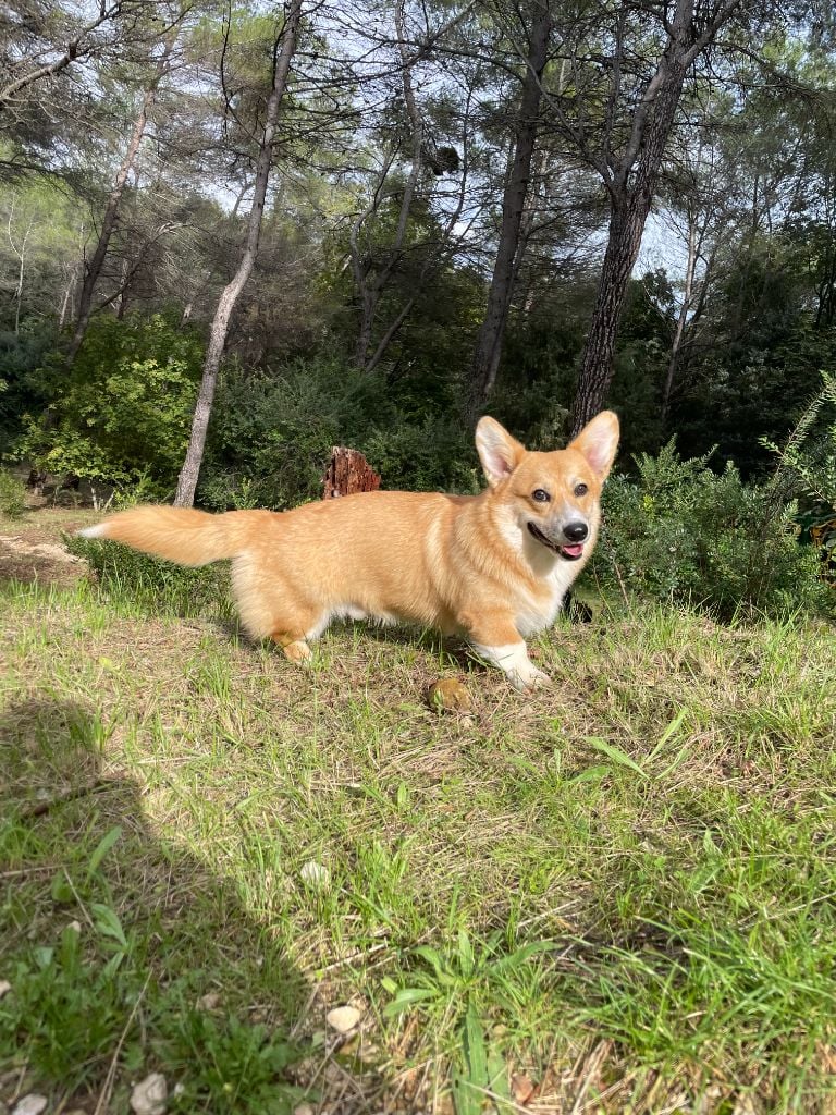 Elisabeth Stefaniak - Chiots disponibles - Welsh Corgi Pembroke