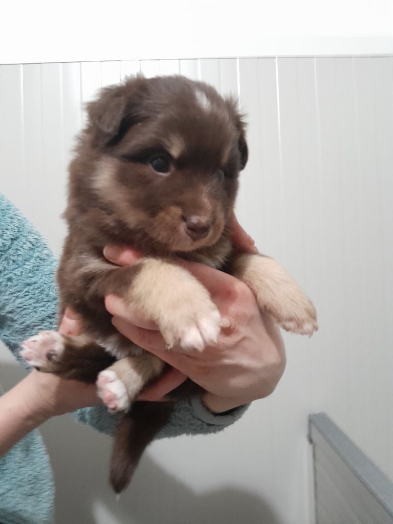 Les Etoiles De Clehea - Chiots disponibles - Chien finnois de Laponie