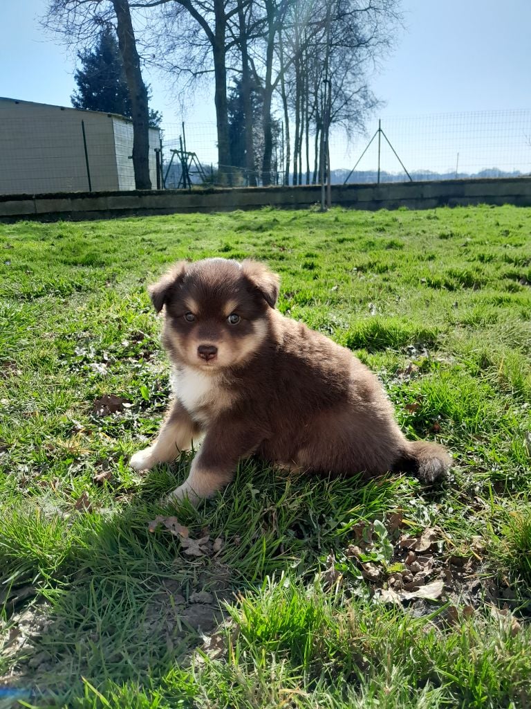 Les Etoiles De Clehea - Chiots disponibles - Chien finnois de Laponie