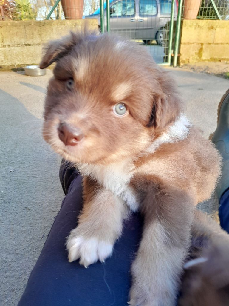 Les Etoiles De Clehea - Chiots disponibles - Chien finnois de Laponie