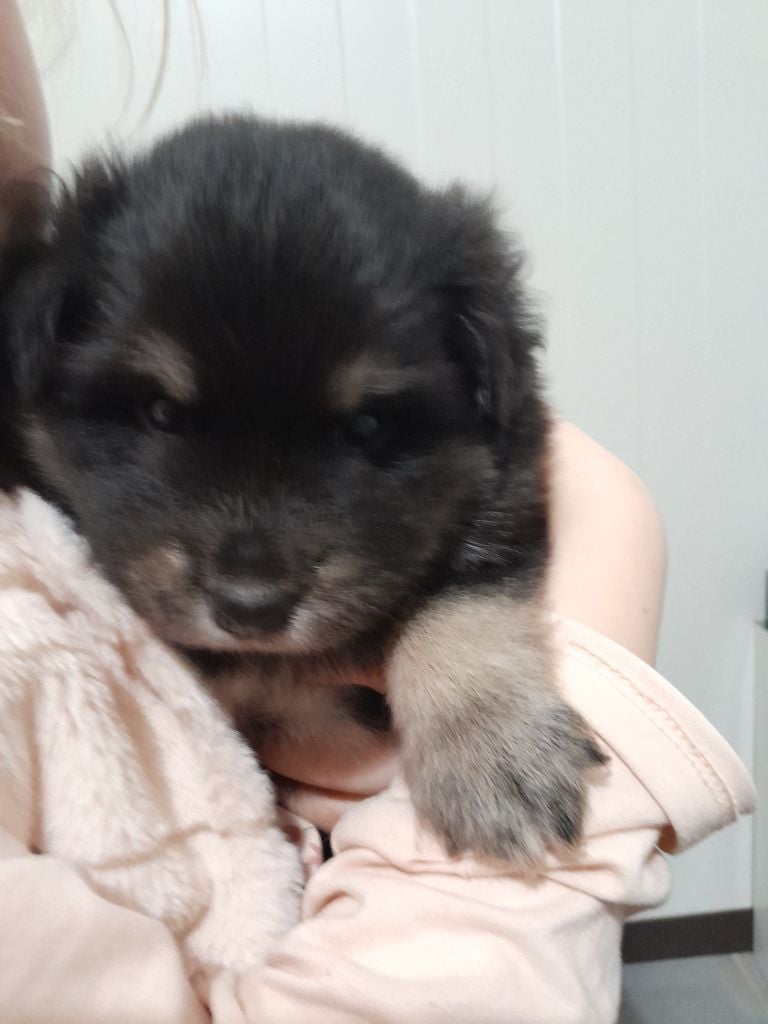 Les Etoiles De Clehea - Chiots disponibles - Chien finnois de Laponie