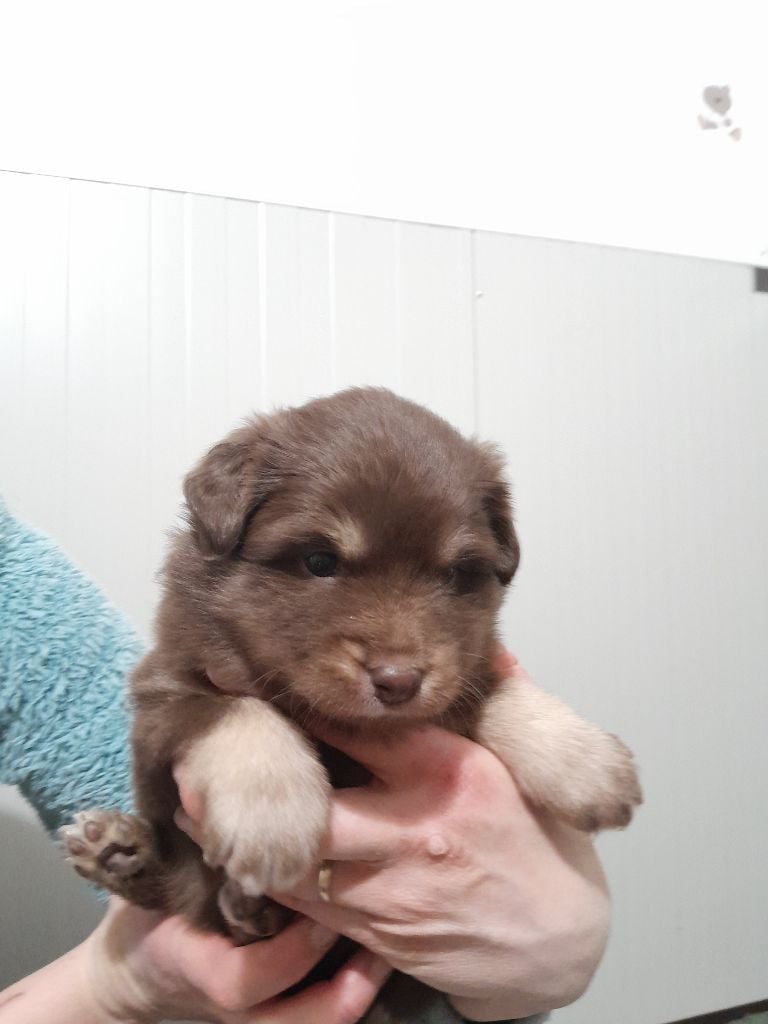 Les Etoiles De Clehea - Chiots disponibles - Chien finnois de Laponie