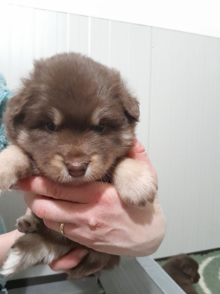 Les Etoiles De Clehea - Chiots disponibles - Chien finnois de Laponie