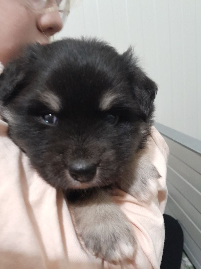 Les Etoiles De Clehea - Chiots disponibles - Chien finnois de Laponie