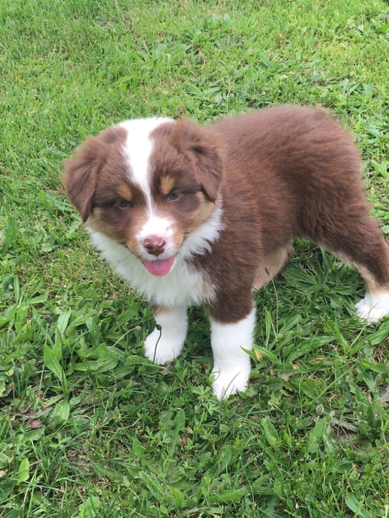 Du Château Des Cornes D'Urfé - Chiots disponibles - Berger Australien