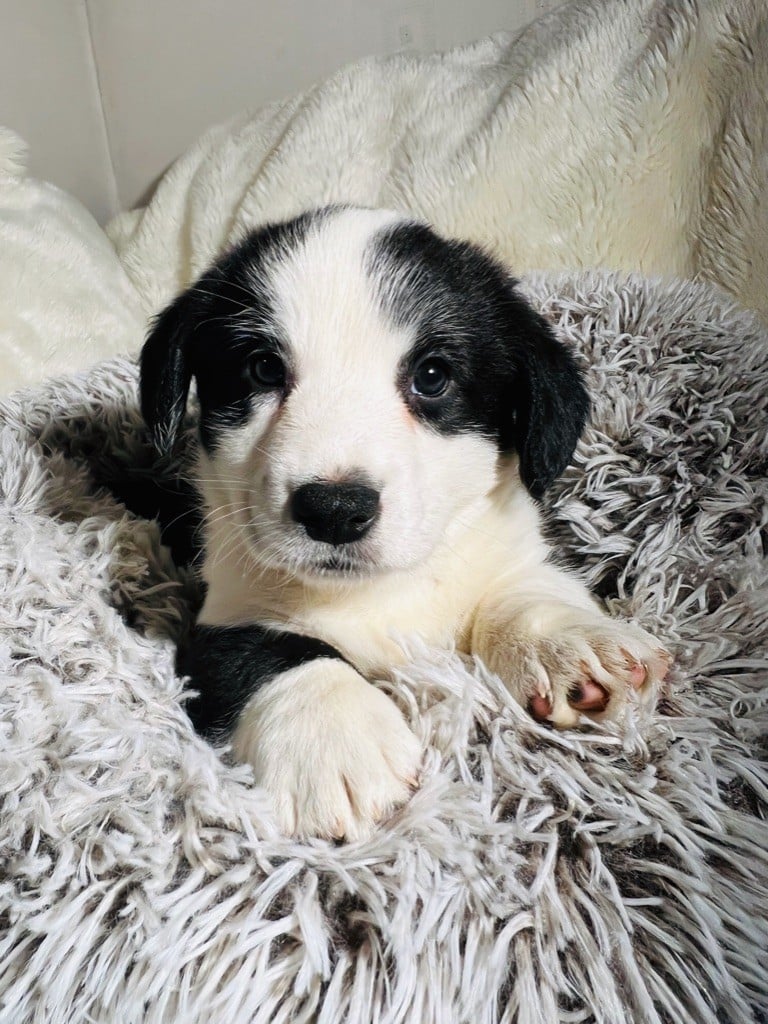 Funny Flower Fields - Chiots disponibles - Welsh Corgi Cardigan