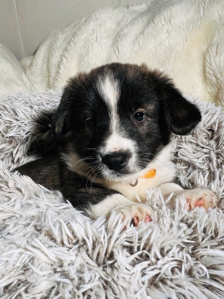 Funny Flower Fields - Chiots disponibles - Welsh Corgi Cardigan