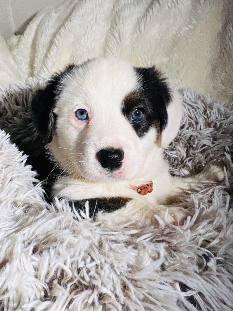 Funny Flower Fields - Chiots disponibles - Welsh Corgi Cardigan