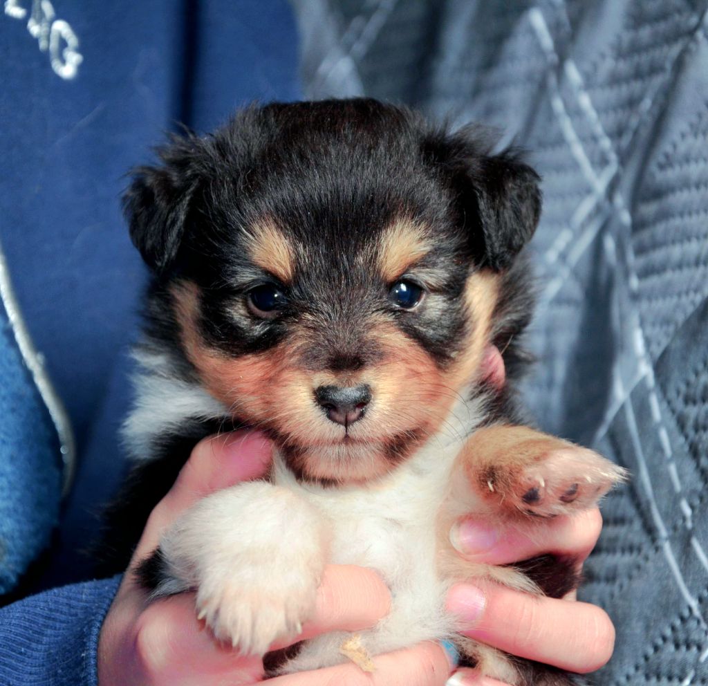 Fanelsky - Chiots disponibles - Shetland Sheepdog