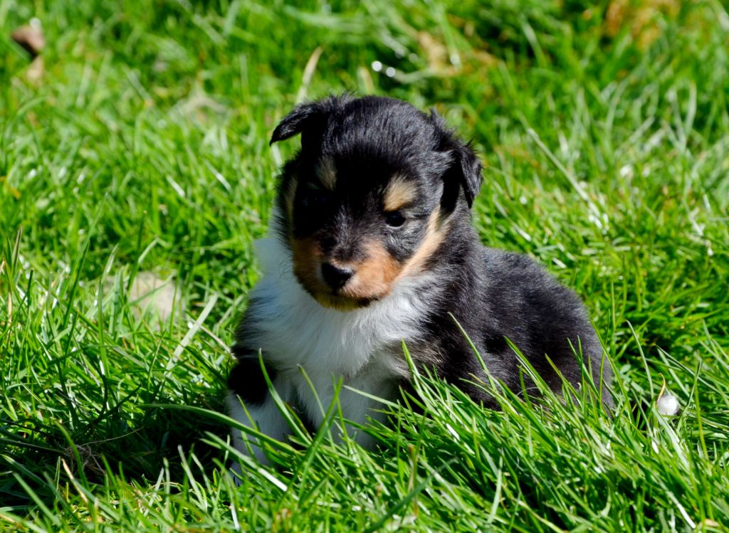 Fanelsky - Chiots disponibles - Shetland Sheepdog