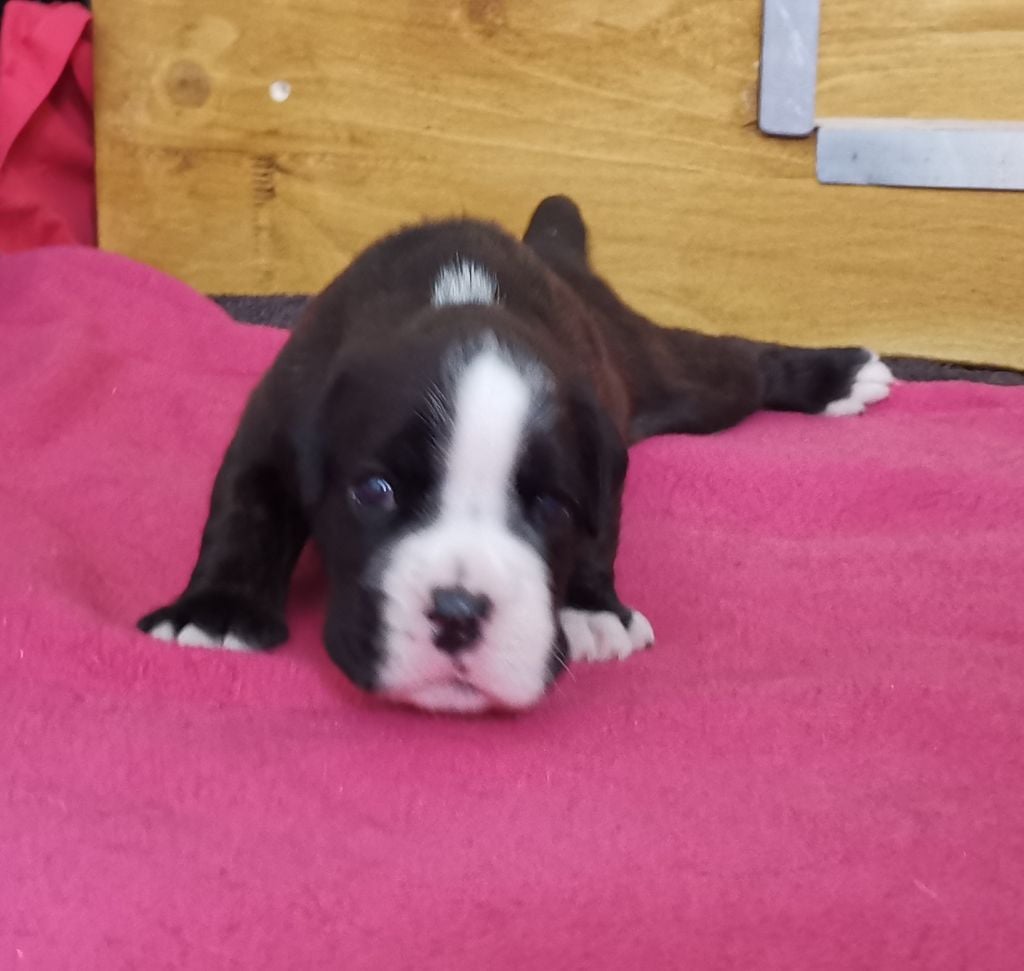 Du Flot Del Issole - Chiots disponibles - Boxer