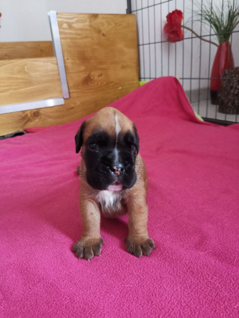 Du Flot Del Issole - Chiots disponibles - Boxer