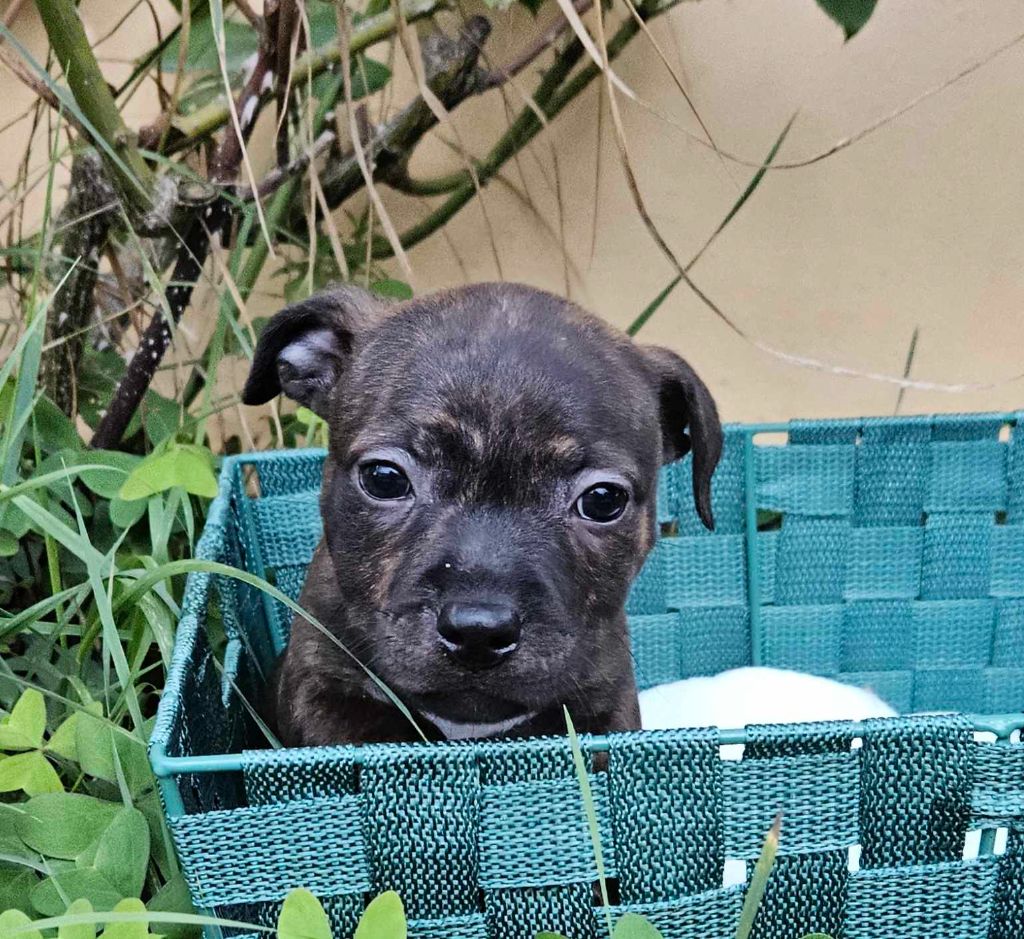 Domaine Du Farfadet - Chiots disponibles - Staffordshire Bull Terrier