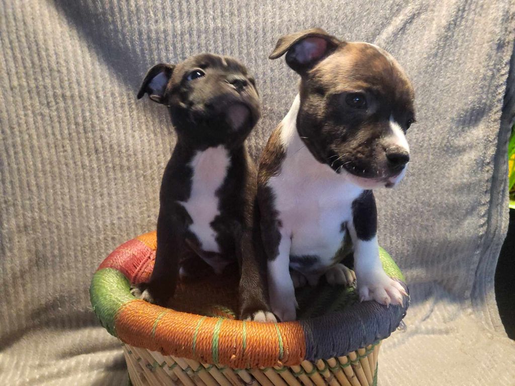 Domaine Du Farfadet - Chiots disponibles - Staffordshire Bull Terrier