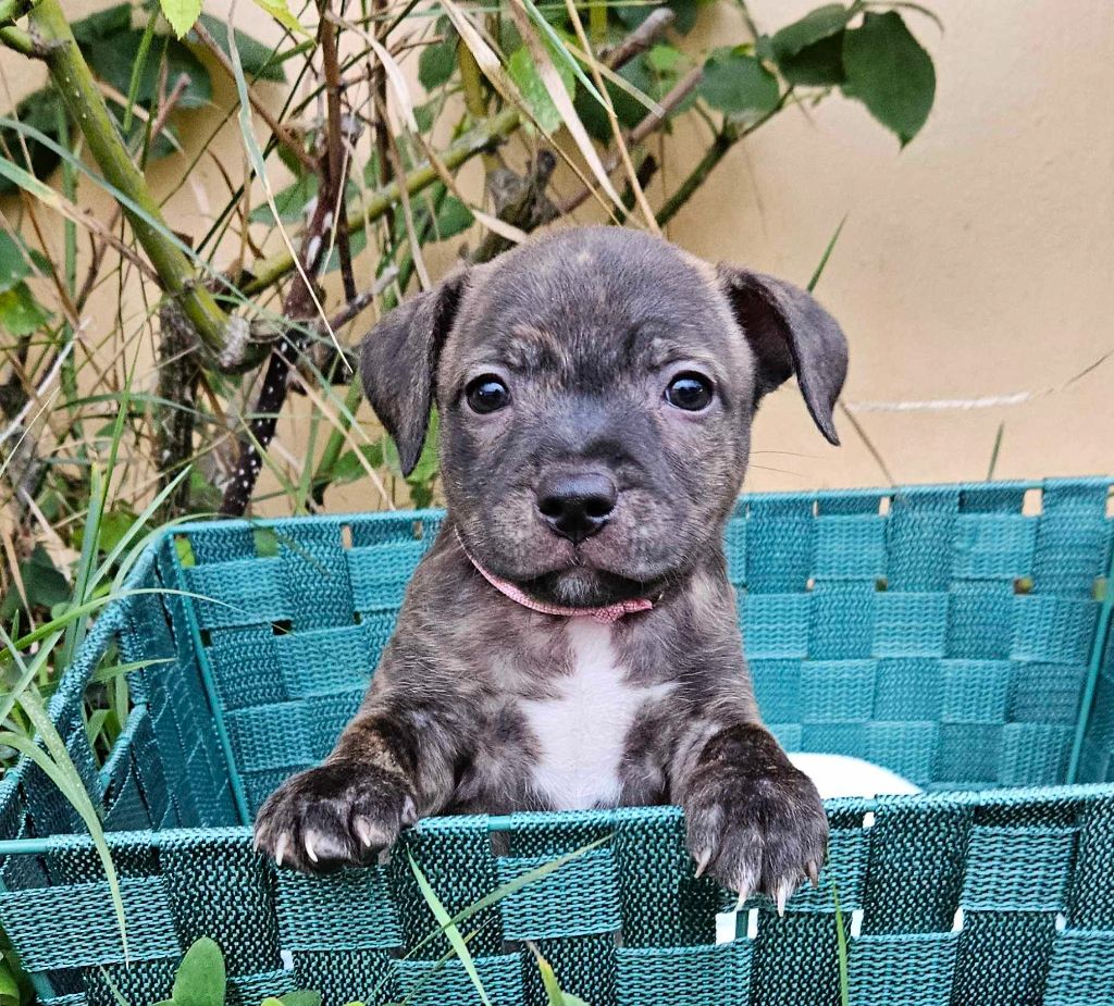 Domaine Du Farfadet - Chiots disponibles - Staffordshire Bull Terrier