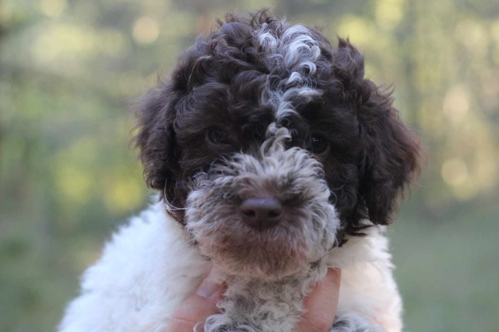 Hoalen Garden’s - Lagotto Romagnolo - Portée née le 08/09/2024