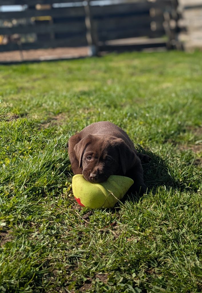 Antoine Desforges - Chiots disponibles - Labrador Retriever