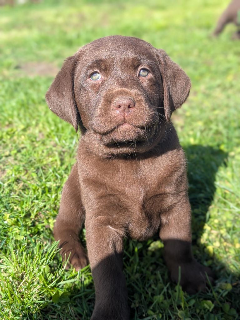 Antoine Desforges - Chiots disponibles - Labrador Retriever