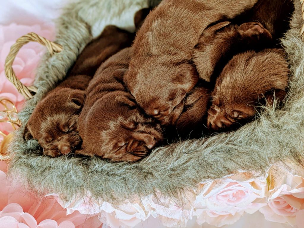 Chiot Labrador Retriever Antoine Desforges