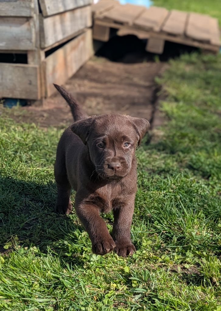 Antoine Desforges - Chiots disponibles - Labrador Retriever