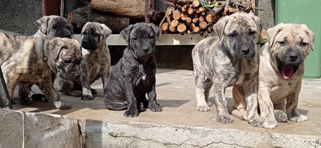 Chiot Cimarron Uruguayen Cimarron Des Cévennes