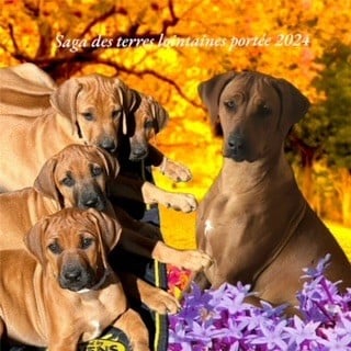 Chiot Rhodesian Ridgeback Of Shambhalla