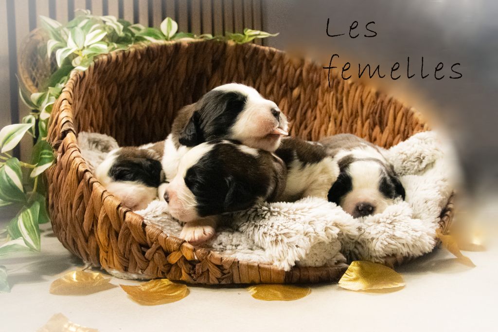 Chiot Chien du Saint-Bernard De L'Orée Des Aulnes