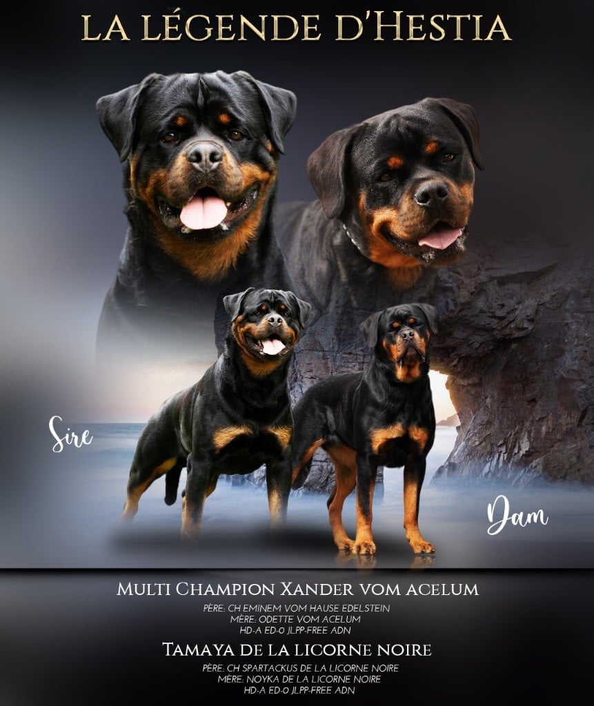 Chiot Rottweiler De La Légende D’Hestia