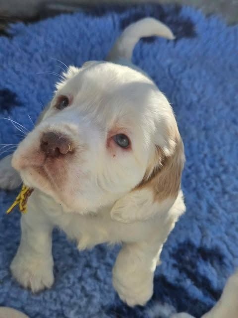 Breizh Hillig - Chiots disponibles - Clumber Spaniel