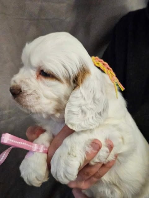 Breizh Hillig - Chiots disponibles - Clumber Spaniel