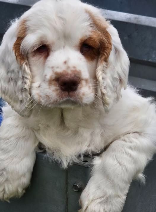 Breizh Hillig - Chiots disponibles - Clumber Spaniel