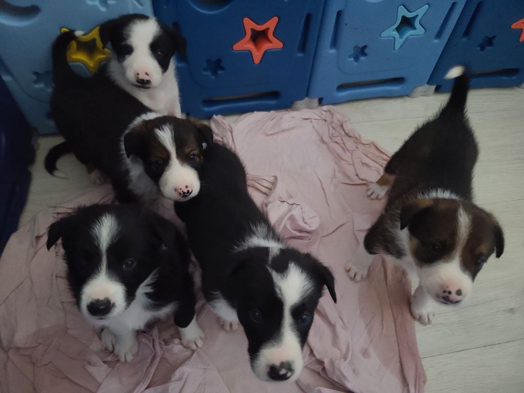 Chiot Border Collie Anais