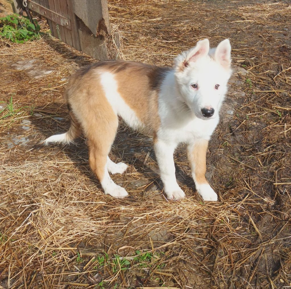 Du Bray De Nétilia - Chiots disponibles - Border Collie