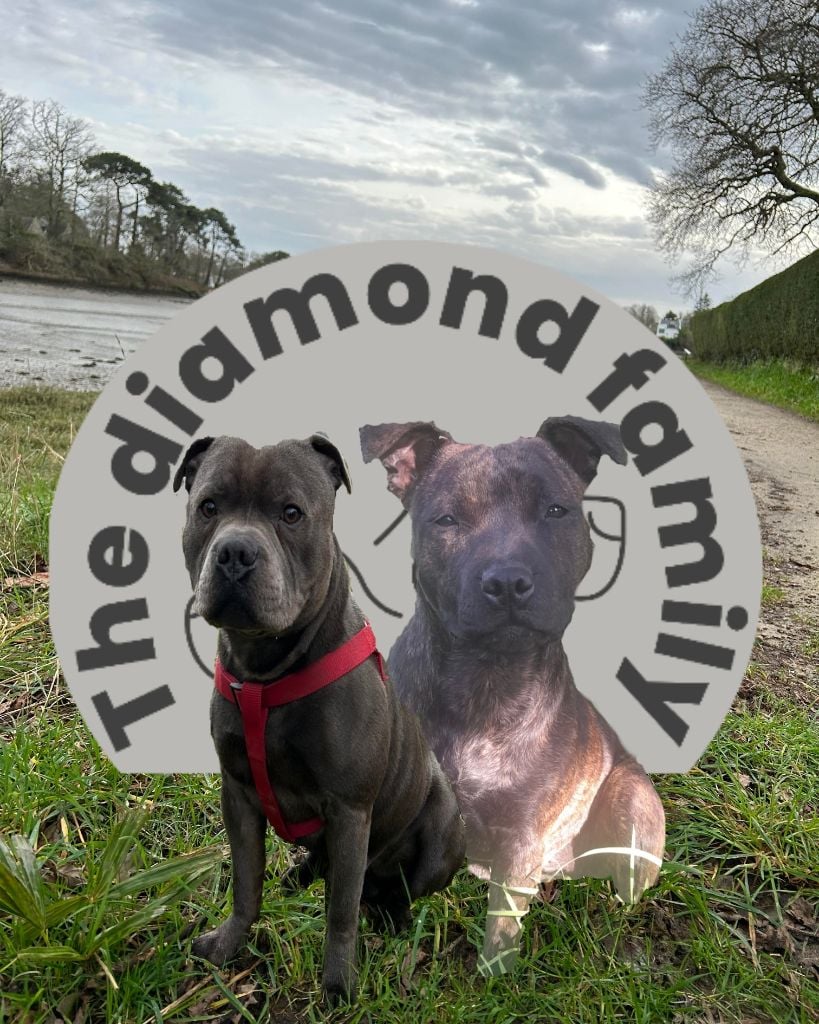 The Diamond Family - Futur naissance staffie environ 1er septembre 2024