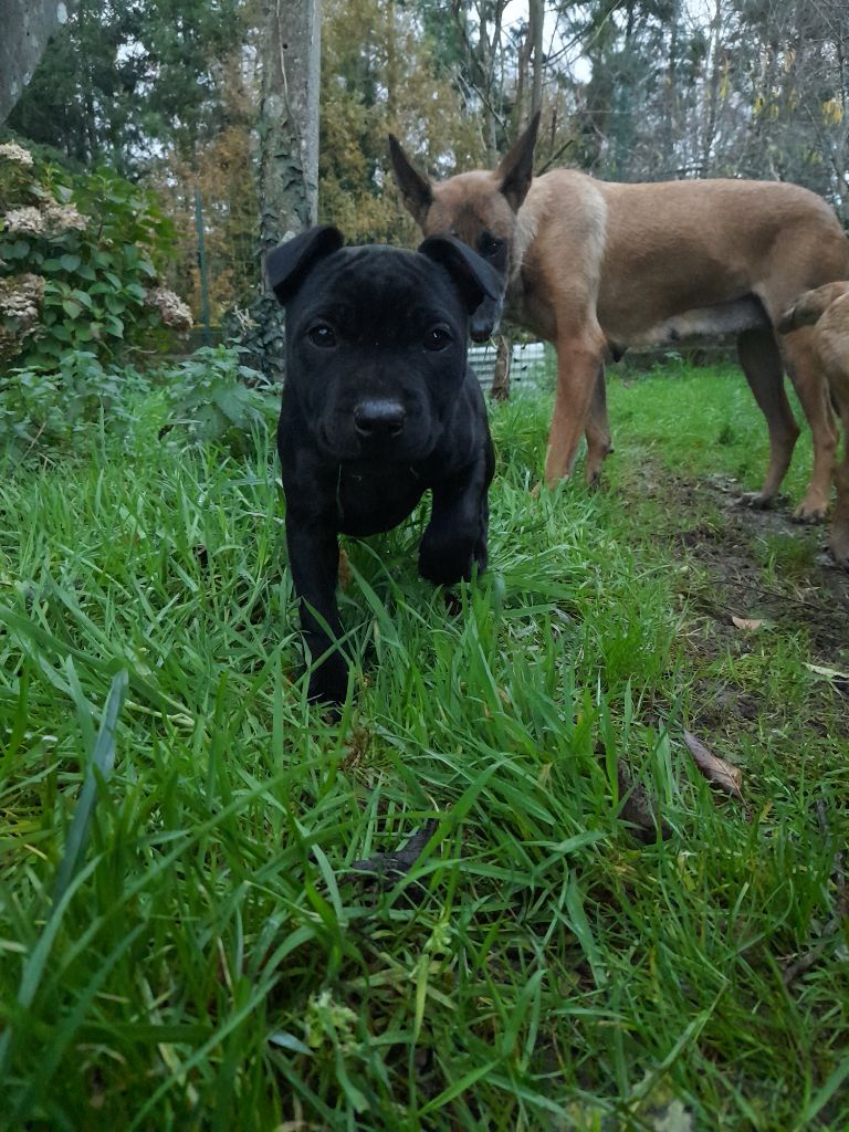 The Diamond Family - Chiots disponibles - Staffordshire Bull Terrier