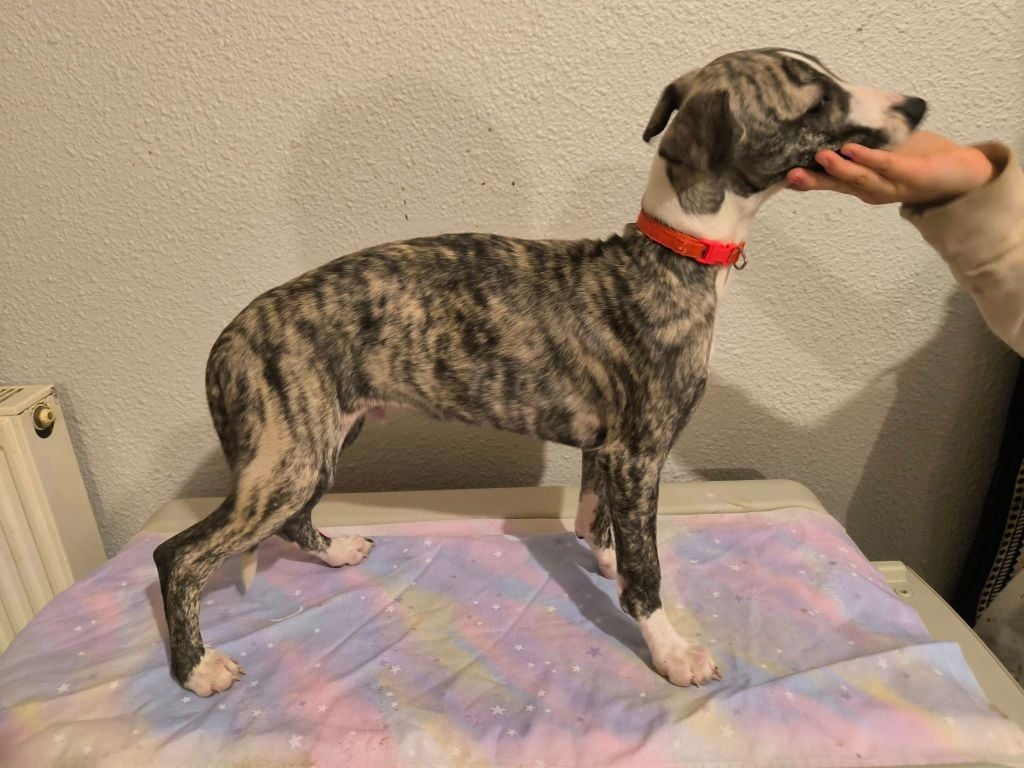 Hakuna'matata Kipepeo - Chiots disponibles - Whippet