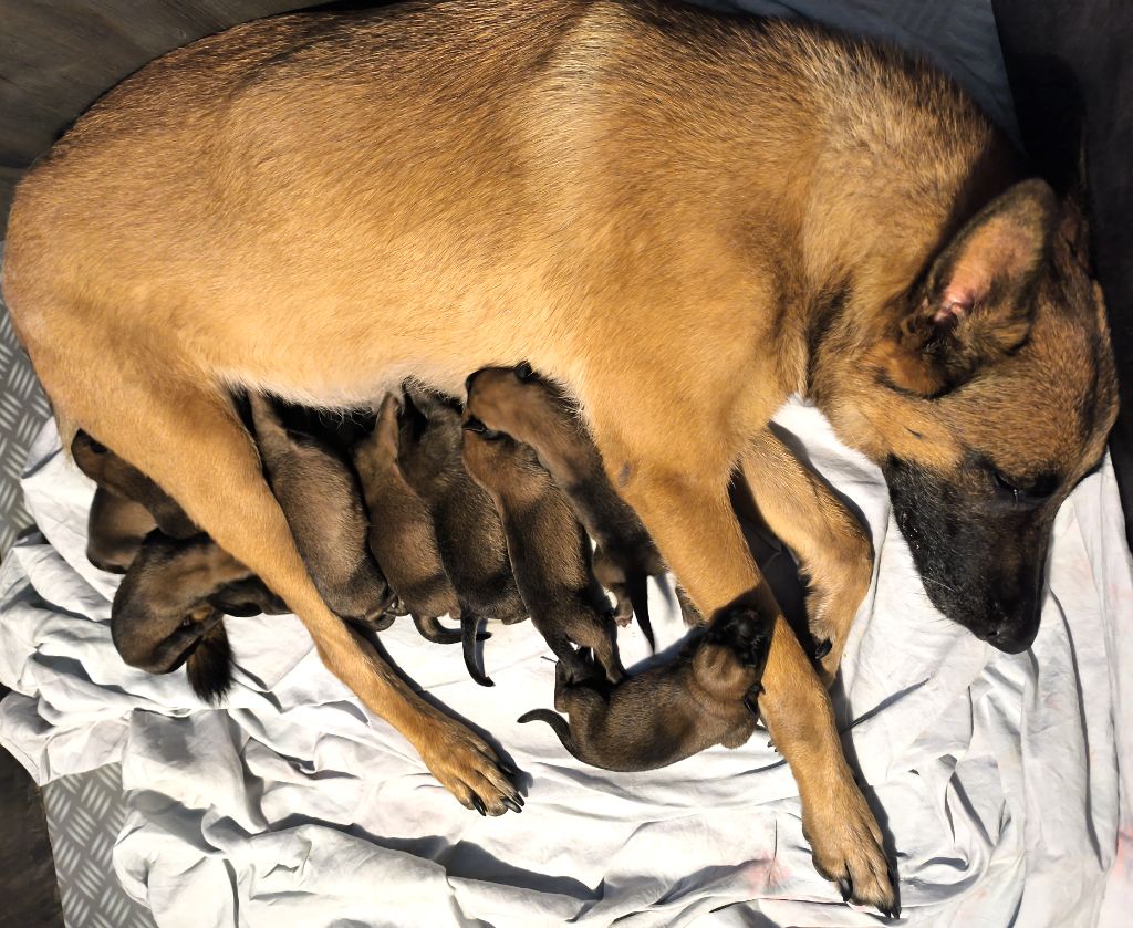 Chiot Berger Belge Des Légendes De Malines