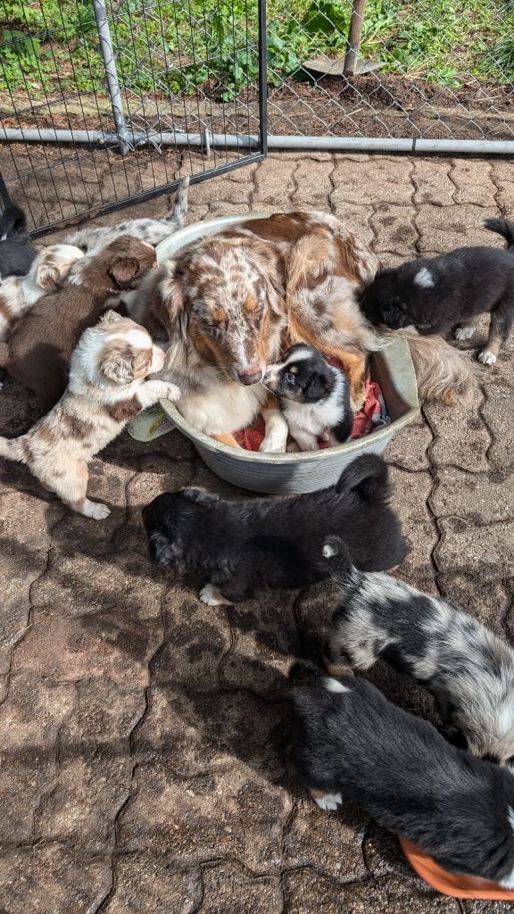 Chiot Berger Australien Du Domaine Des Jardins D'Erkos