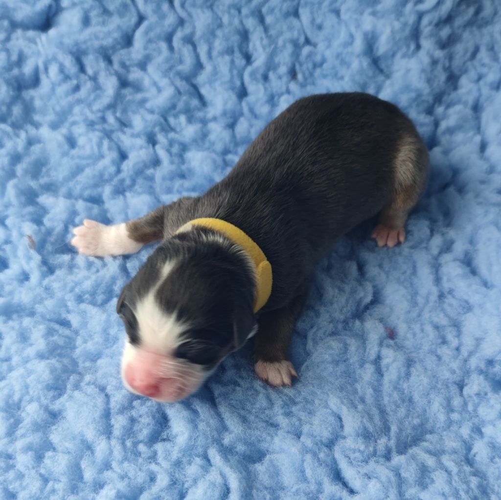 Du Monde De Thatum - Chiots disponibles - Berger Australien